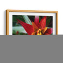 Bromeliad Ráfaga Yo - Jason Johnson | Cuadro decorativo de Canvas Lab