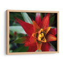 Bromeliad Ráfaga Yo - Jason Johnson | Cuadro decorativo de Canvas Lab