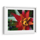 Bromeliad Ráfaga Yo - Jason Johnson | Cuadro decorativo de Canvas Lab