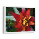 Bromeliad Ráfaga Yo - Jason Johnson | Cuadro decorativo de Canvas Lab