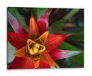 Bromeliad Burst Ii - Jason Johnson | Cuadro decorativo de Canvas Lab