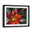 Bromeliad Burst Ii - Jason Johnson | Cuadro decorativo de Canvas Lab