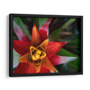 Bromeliad Burst Ii - Jason Johnson | Cuadro decorativo de Canvas Lab