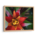 Bromeliad Burst Ii - Jason Johnson | Cuadro decorativo de Canvas Lab