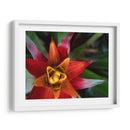 Bromeliad Burst Ii - Jason Johnson | Cuadro decorativo de Canvas Lab
