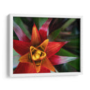 Bromeliad Burst Ii - Jason Johnson | Cuadro decorativo de Canvas Lab