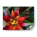 Bromeliad Burst Ii - Jason Johnson | Cuadro decorativo de Canvas Lab