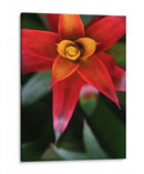 Bromeliad Burst Iii - Jason Johnson | Cuadro decorativo de Canvas Lab
