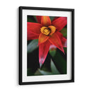 Bromeliad Burst Iii - Jason Johnson | Cuadro decorativo de Canvas Lab