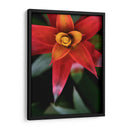 Bromeliad Burst Iii - Jason Johnson | Cuadro decorativo de Canvas Lab