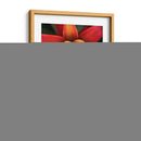 Bromeliad Burst Iii - Jason Johnson | Cuadro decorativo de Canvas Lab