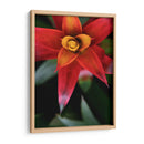 Bromeliad Burst Iii - Jason Johnson | Cuadro decorativo de Canvas Lab
