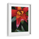 Bromeliad Burst Iii - Jason Johnson | Cuadro decorativo de Canvas Lab