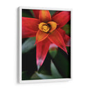 Bromeliad Burst Iii - Jason Johnson | Cuadro decorativo de Canvas Lab