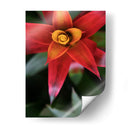 Bromeliad Burst Iii - Jason Johnson | Cuadro decorativo de Canvas Lab