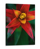 Bromeliad Burst Iv - Jason Johnson | Cuadro decorativo de Canvas Lab