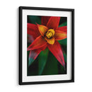 Bromeliad Burst Iv - Jason Johnson | Cuadro decorativo de Canvas Lab