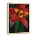 Bromeliad Burst Iv - Jason Johnson | Cuadro decorativo de Canvas Lab