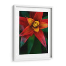 Bromeliad Burst Iv - Jason Johnson | Cuadro decorativo de Canvas Lab