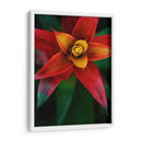 Bromeliad Burst Iv - Jason Johnson | Cuadro decorativo de Canvas Lab