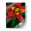Bromeliad Burst Iv - Jason Johnson | Cuadro decorativo de Canvas Lab