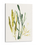 Colección Kelp I - June Erica Vess | Cuadro decorativo de Canvas Lab