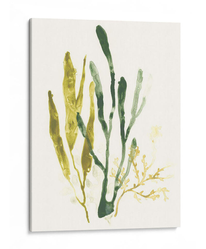 Colección Kelp I - June Erica Vess | Cuadro decorativo de Canvas Lab