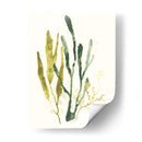 Colección Kelp I - June Erica Vess | Cuadro decorativo de Canvas Lab
