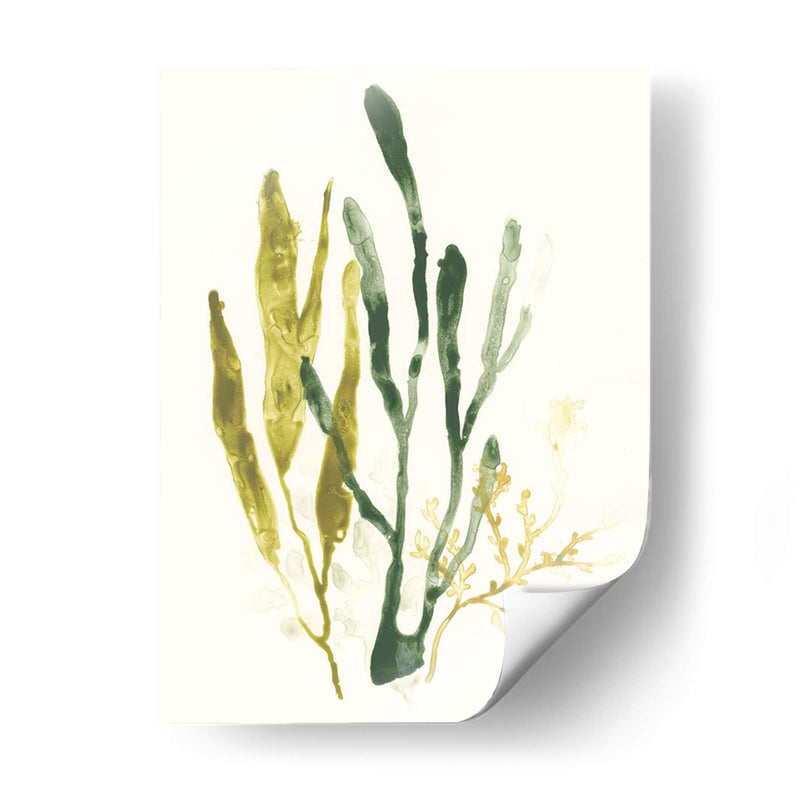Colección Kelp I - June Erica Vess | Cuadro decorativo de Canvas Lab
