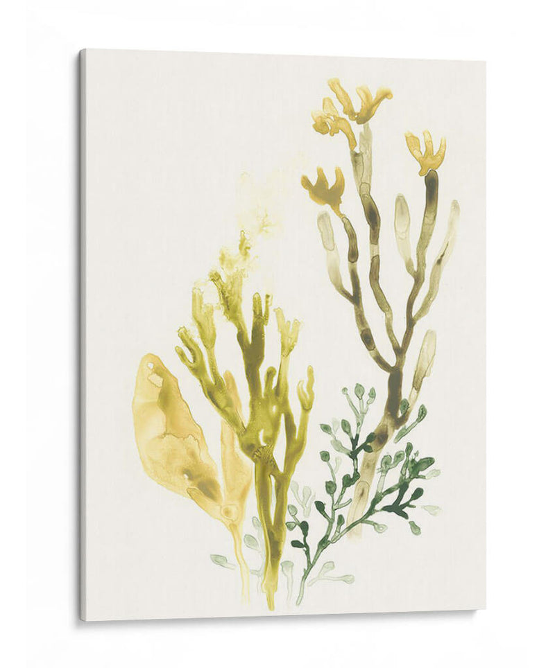 Colección Kelp Ii - June Erica Vess | Cuadro decorativo de Canvas Lab