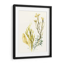 Colección Kelp Ii - June Erica Vess | Cuadro decorativo de Canvas Lab