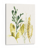 Colección Kelp Iii - June Erica Vess | Cuadro decorativo de Canvas Lab