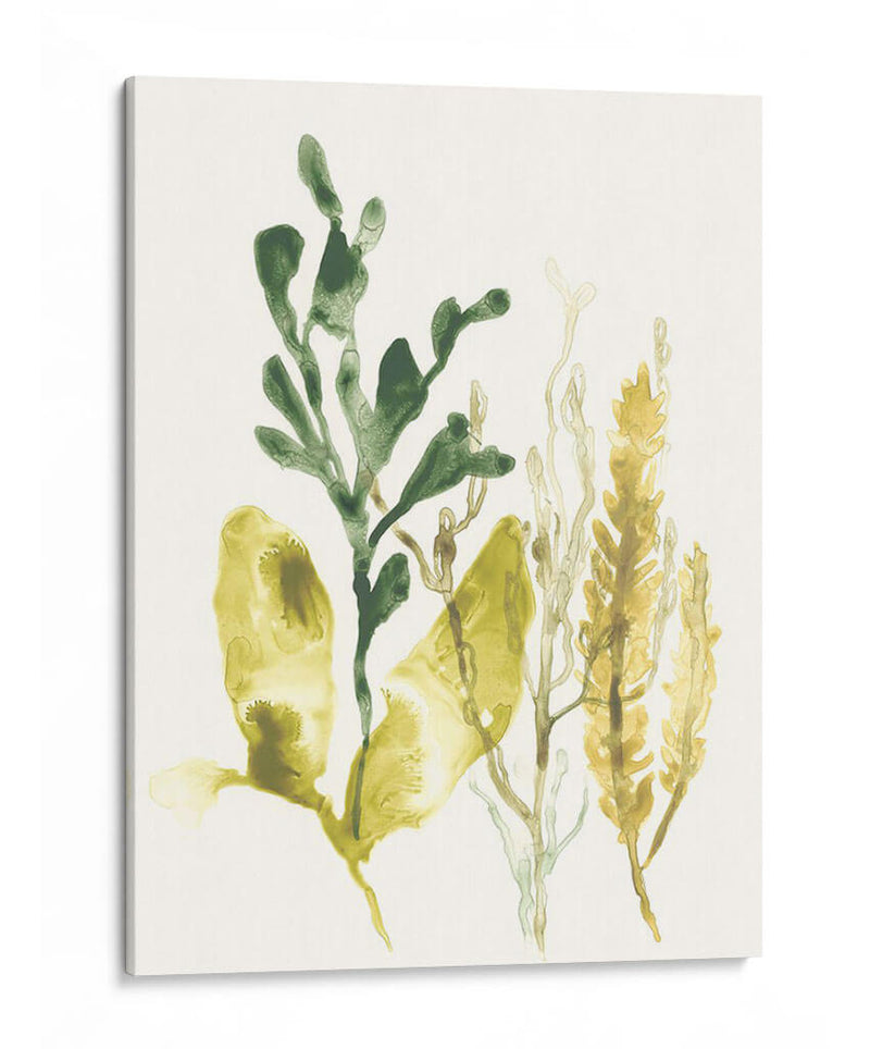 Colección Kelp Iii - June Erica Vess | Cuadro decorativo de Canvas Lab