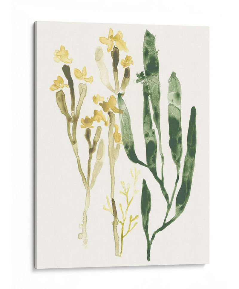 Colección Kelp Iv - June Erica Vess | Cuadro decorativo de Canvas Lab