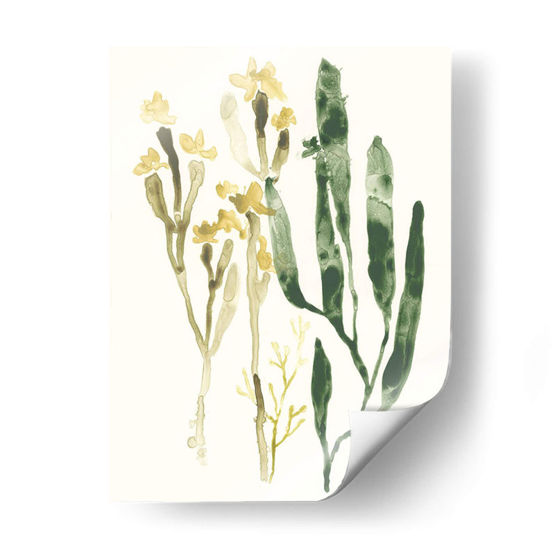 Colección Kelp Iv - June Erica Vess | Cuadro decorativo de Canvas Lab