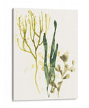 Colección Kelp V - June Erica Vess | Cuadro decorativo de Canvas Lab
