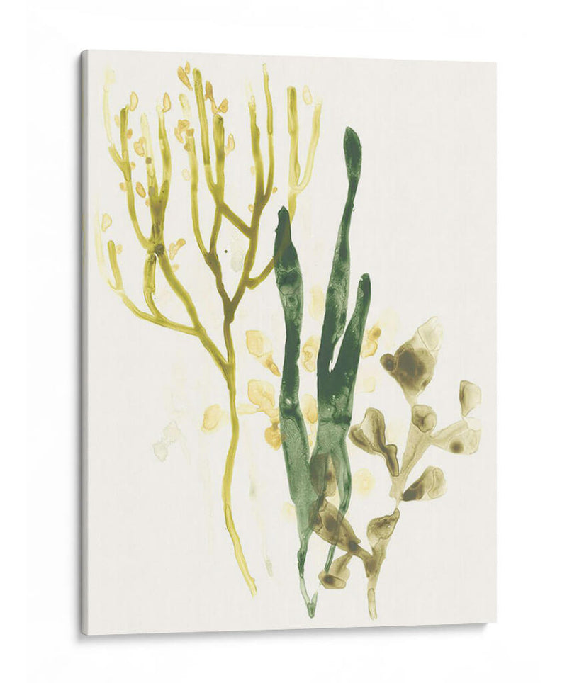 Colección Kelp V - June Erica Vess | Cuadro decorativo de Canvas Lab