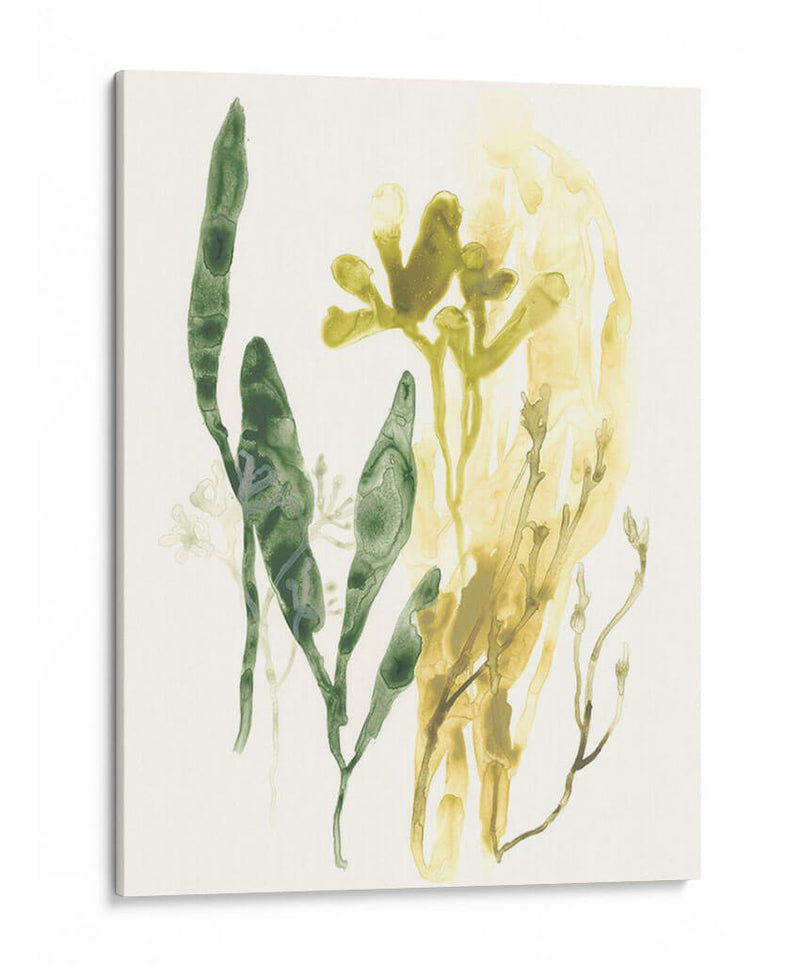 Colección Kelp Vi - June Erica Vess | Cuadro decorativo de Canvas Lab