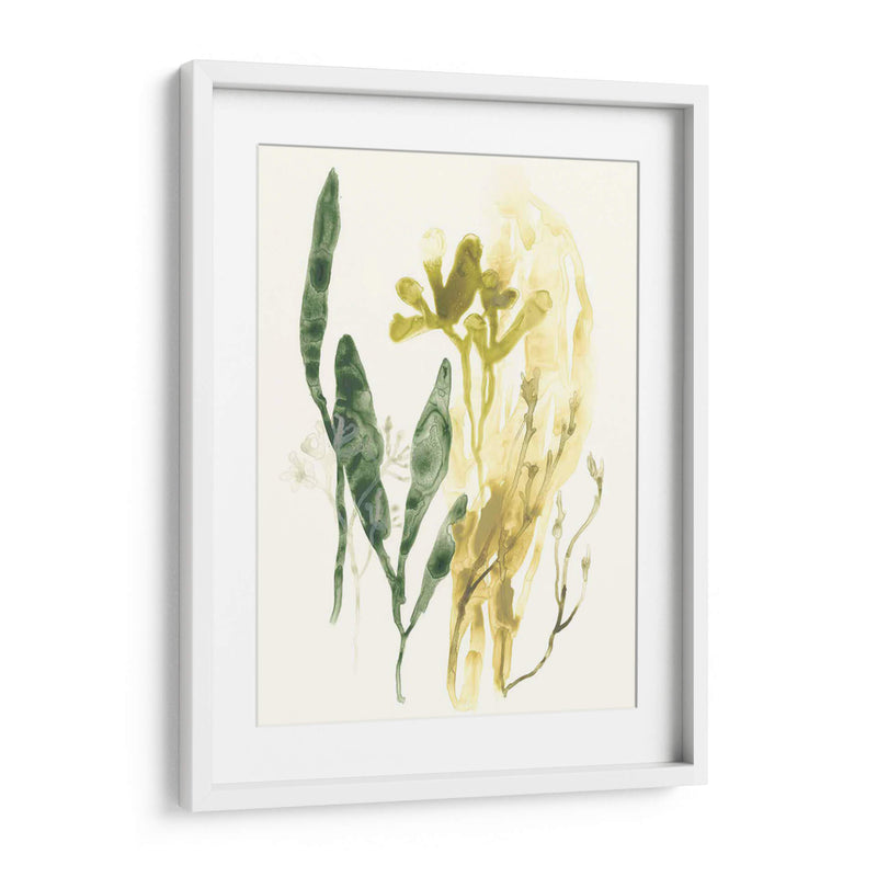 Colección Kelp Vi - June Erica Vess | Cuadro decorativo de Canvas Lab