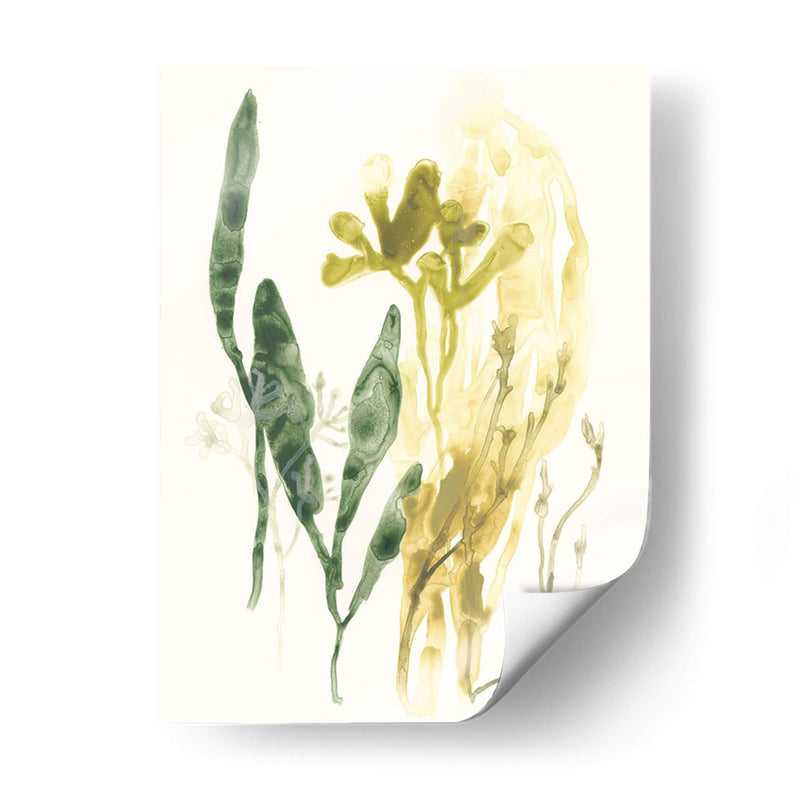 Colección Kelp Vi - June Erica Vess | Cuadro decorativo de Canvas Lab
