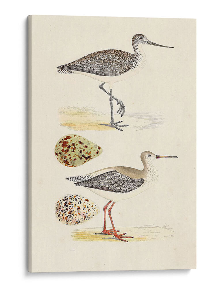 Sandpipers Y Huevos I - Morris | Cuadro decorativo de Canvas Lab