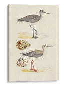 Sandpipers Y Huevos I - Morris | Cuadro decorativo de Canvas Lab