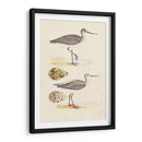 Sandpipers Y Huevos I - Morris | Cuadro decorativo de Canvas Lab
