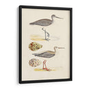 Sandpipers Y Huevos I - Morris | Cuadro decorativo de Canvas Lab