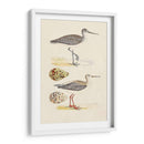 Sandpipers Y Huevos I - Morris | Cuadro decorativo de Canvas Lab