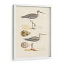 Sandpipers Y Huevos I - Morris | Cuadro decorativo de Canvas Lab