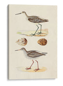 Sandpipers Y Huevos Ii - Morris | Cuadro decorativo de Canvas Lab