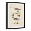 Sandpipers Y Huevos Ii - Morris | Cuadro decorativo de Canvas Lab