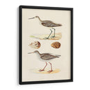 Sandpipers Y Huevos Ii - Morris | Cuadro decorativo de Canvas Lab