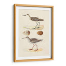 Sandpipers Y Huevos Ii - Morris | Cuadro decorativo de Canvas Lab